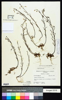 Nuttallanthus floridanus image