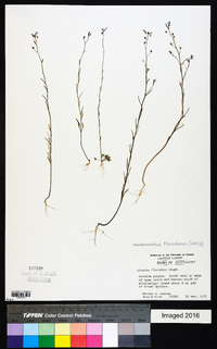 Nuttallanthus floridanus image