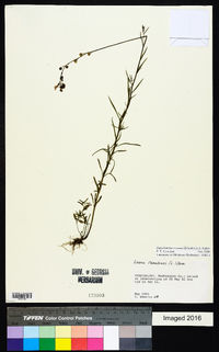 Nuttallanthus texanus image