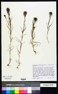 Orthocarpus densiflorus image