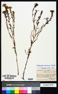 Orthocarpus lacerus image