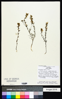 Orthocarpus lacerus image