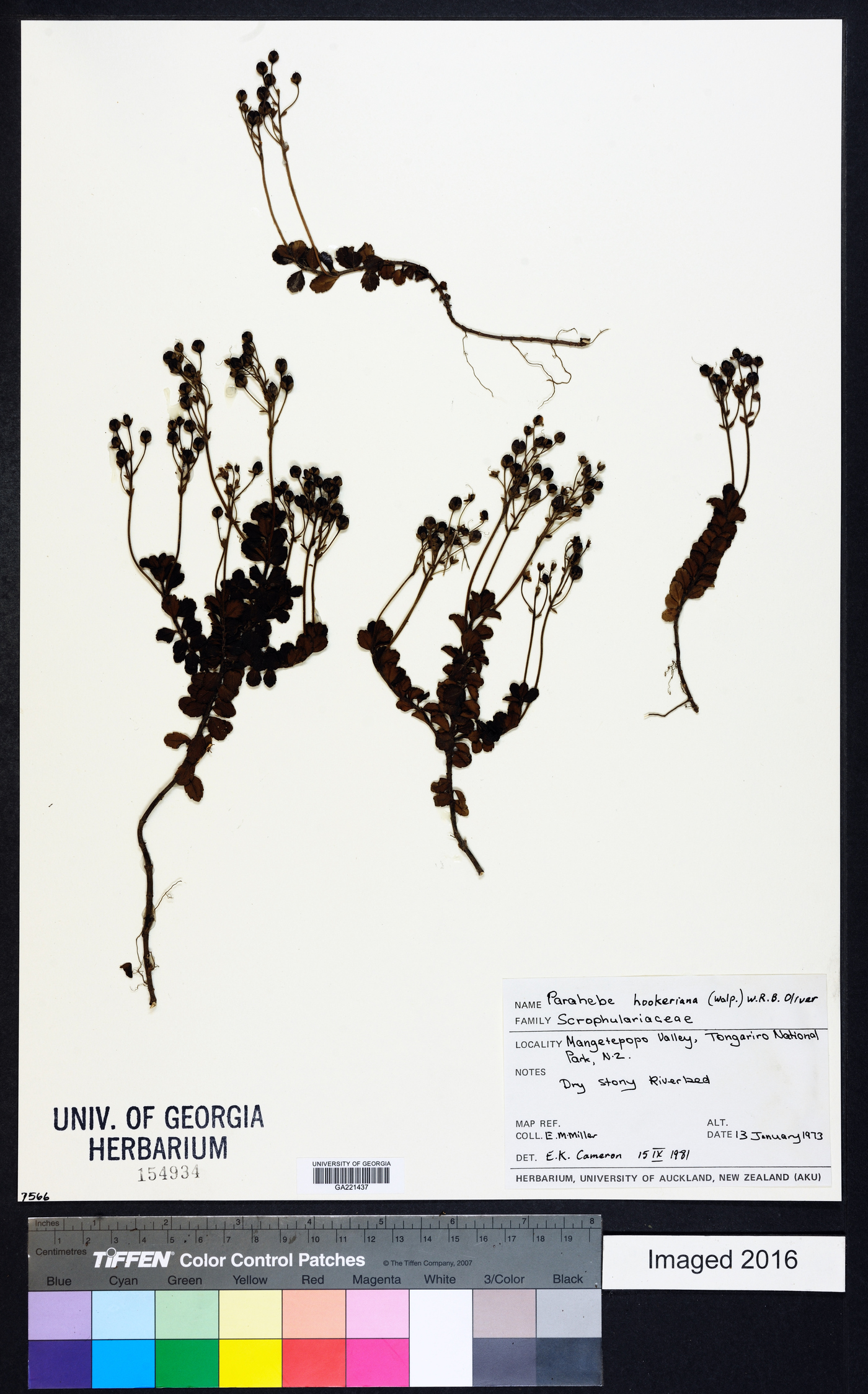 Veronica hookeriana image