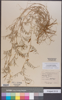 Vicia articulata image
