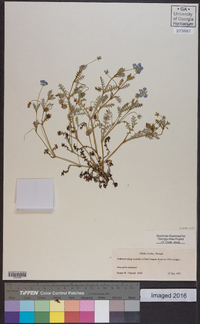 Nemophila menziesii image