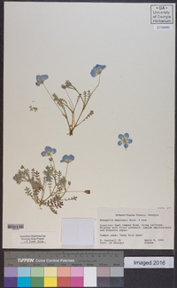 Nemophila menziesii image