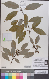 Quercus myrsinifolia image