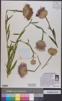 Centaurea phrygia image