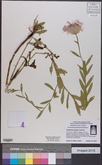 Centaurea phrygia image