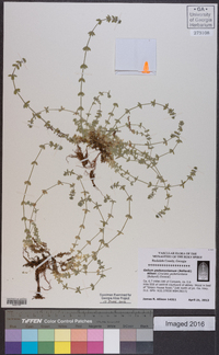 Cruciata pedemontana image