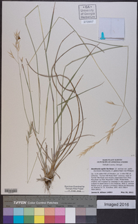 Danthonia epilis image