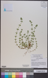 Galium hispidulum image