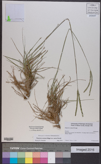 Paspalum notatum var. saurae image