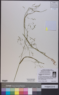 Poa autumnalis image