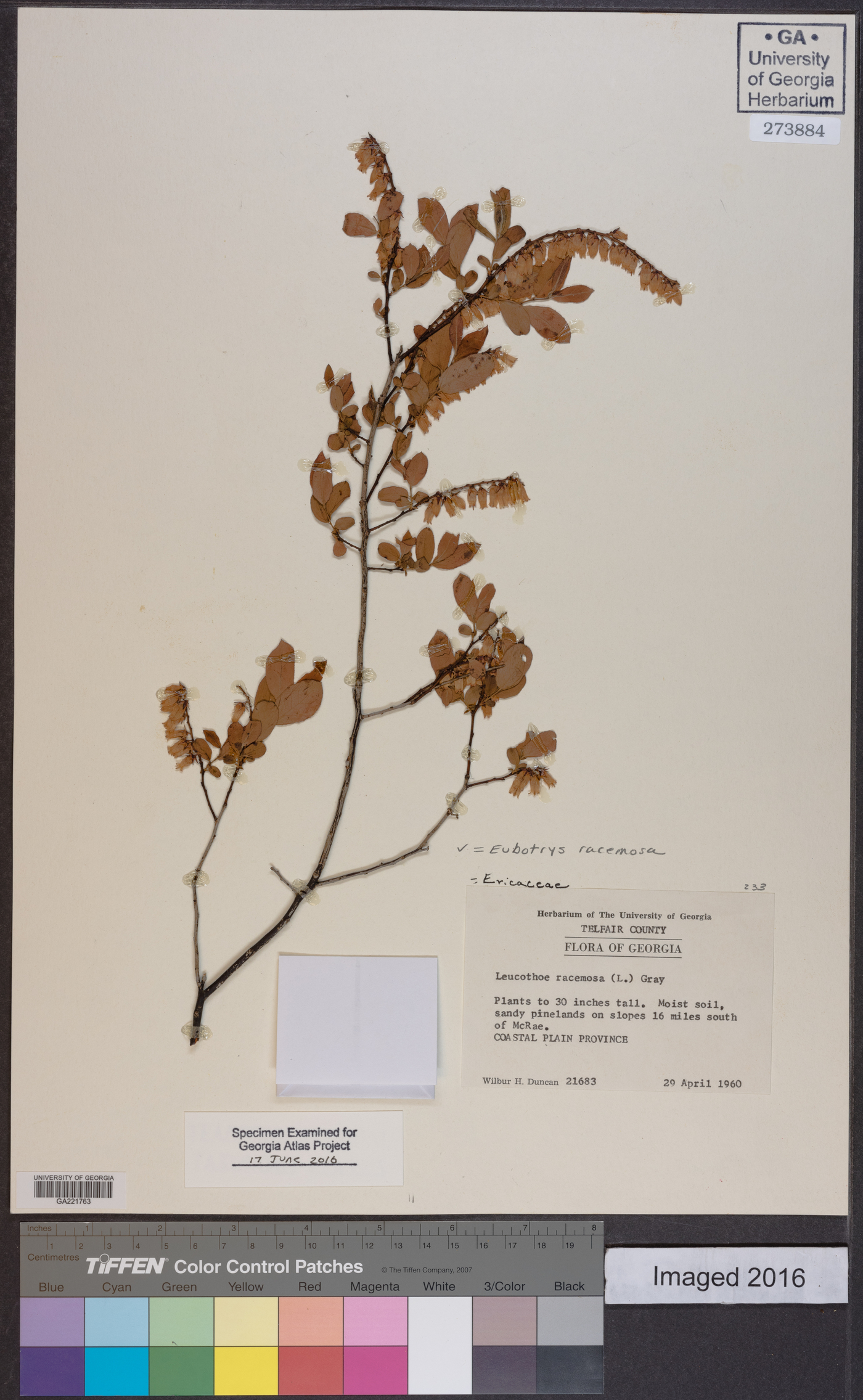 Eubotrys racemosa image