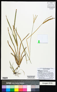 Eustachys petraea image