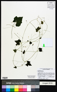 Melothria pendula image