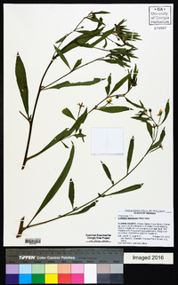 Ludwigia leptocarpa image