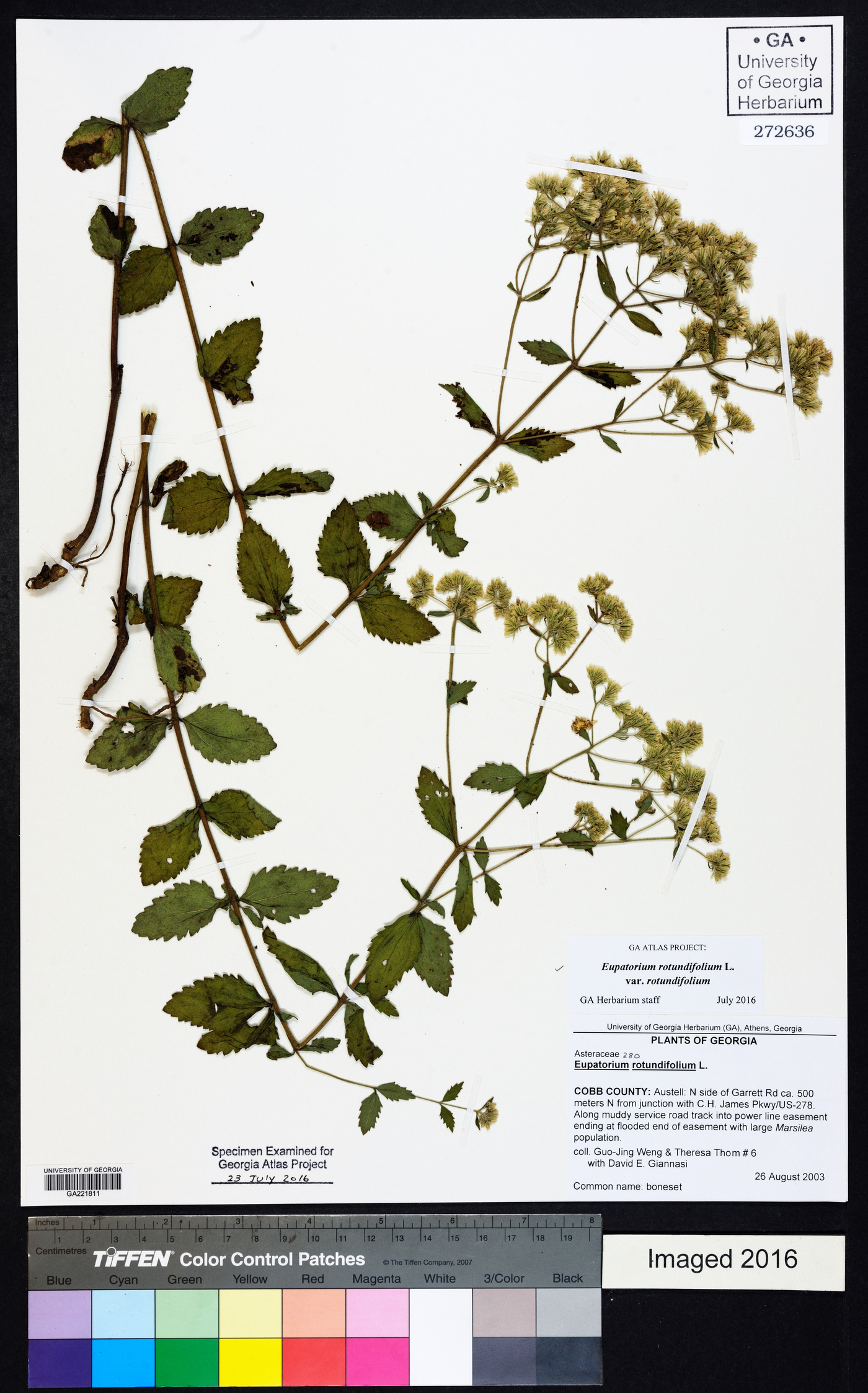 Eupatorium rotundifolium var. rotundifolium image
