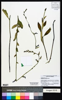 Lobelia flaccidifolia image