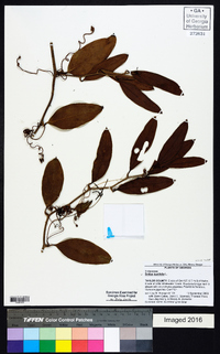 Smilax laurifolia image