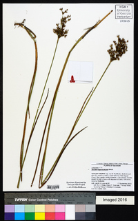 Juncus trigonocarpus image