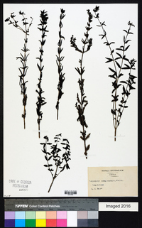 Image of Pedicularis comptoniifolia
