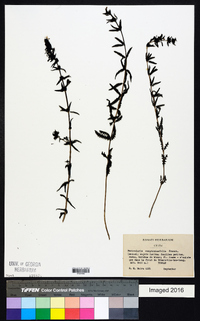 Pedicularis comptoniifolia image