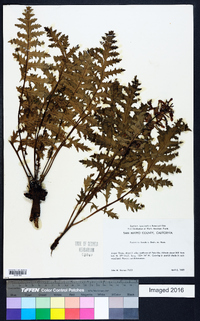 Pedicularis densiflora image