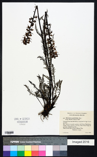 Pedicularis groenlandica image