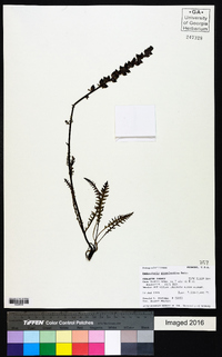 Pedicularis groenlandica image