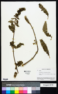 Pedicularis lanceolata image