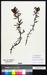 Pedicularis palustris image