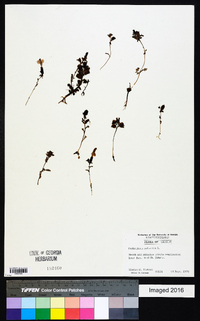 Pedicularis palustris image