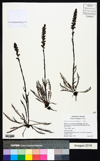 Pedicularis attollens image