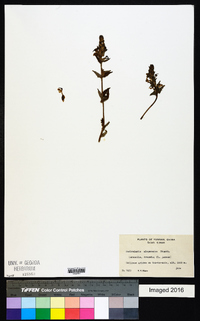 Image of Pedicularis alopecuros