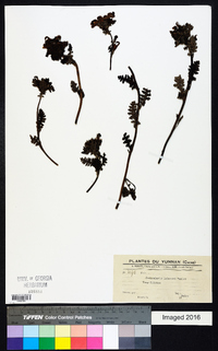 Pedicularis labordei image