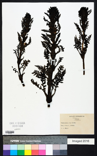 Pedicularis rex image