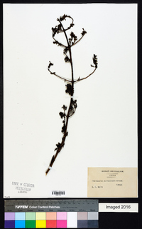 Pedicularis salviiflora image