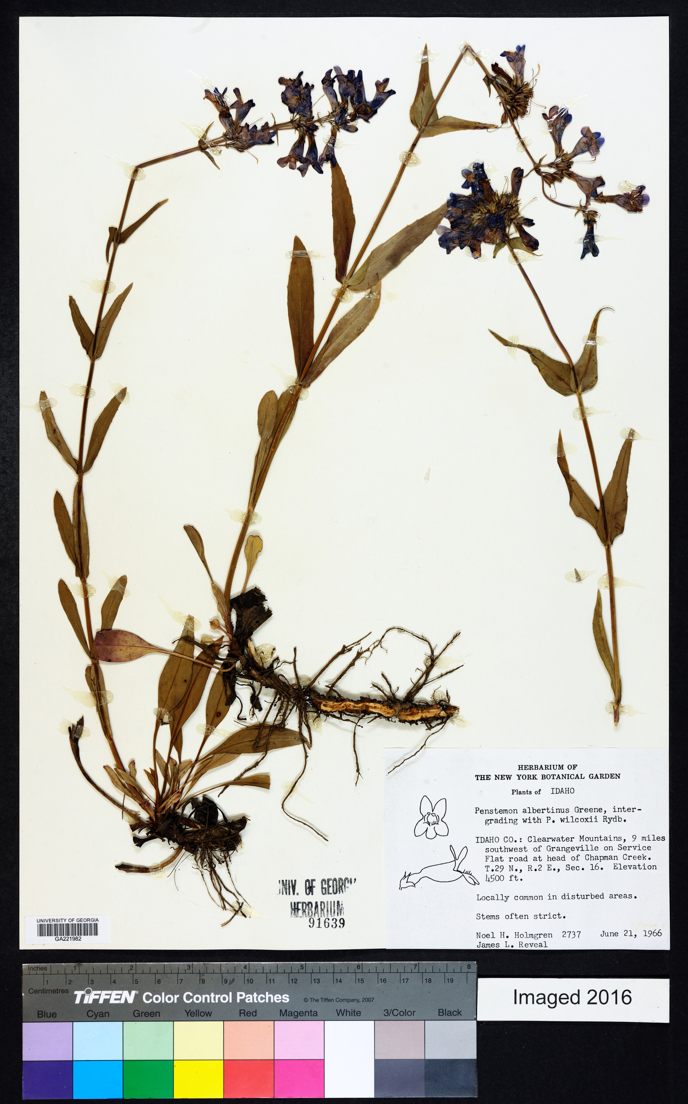 Penstemon albertinus image