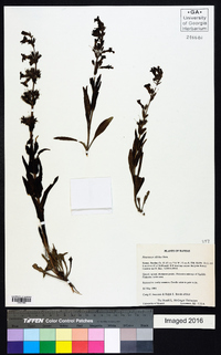 Penstemon albidus image