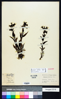 Penstemon albidus image