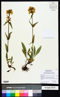 Penstemon attenuatus var. palustris image