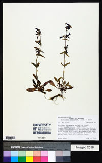 Penstemon attenuatus var. pseudoprocerus image