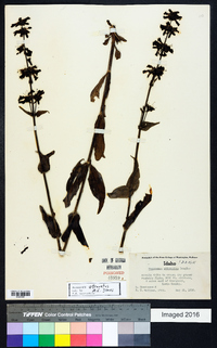 Penstemon attenuatus image