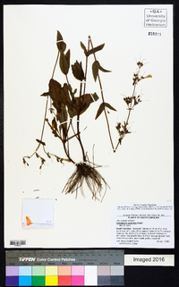 Penstemon australis image