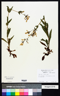 Penstemon australis image