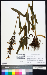 Penstemon australis image