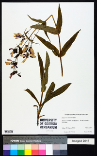 Penstemon canescens image