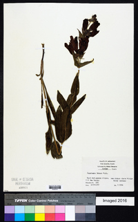 Penstemon cobaea image